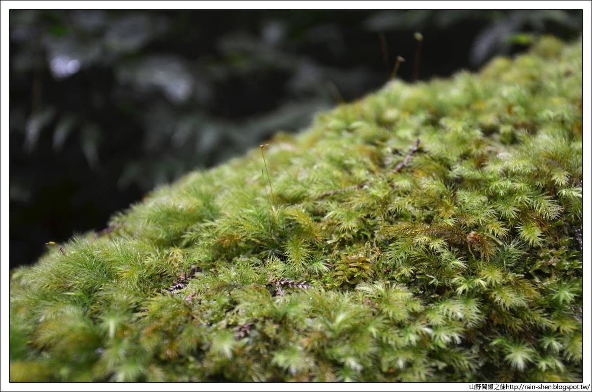 【南投】鹿谷．溪頭森林遊樂園區（附地圖）