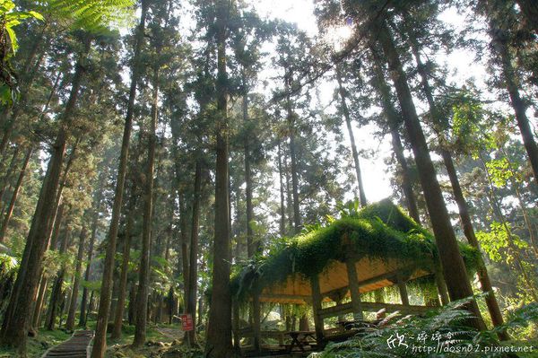 溪頭森林遊樂區