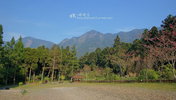 溪頭森林遊樂區