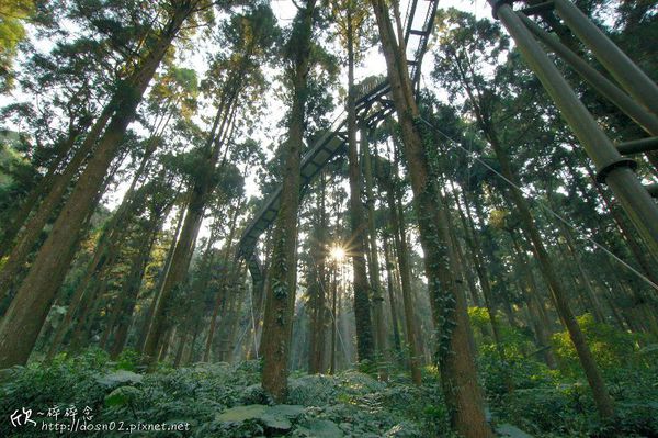溪頭森林遊樂區