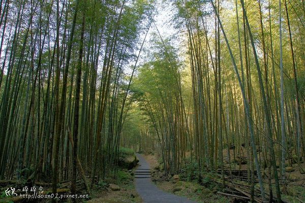 溪頭森林遊樂區
