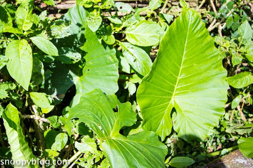溪頭自然教育園區～溪頭門票資訊、導覽地圖、建議路線，豐富的溪頭生態導覽