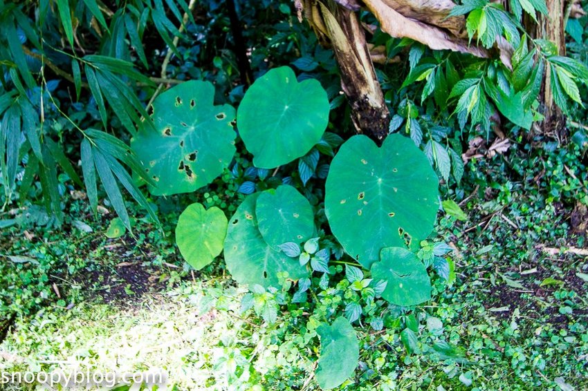 溪頭自然教育園區～溪頭門票資訊、導覽地圖、建議路線，豐富的溪頭生態導覽
