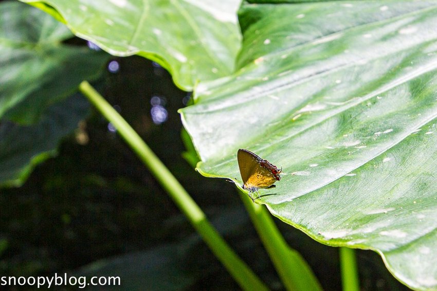 溪頭自然教育園區～溪頭門票資訊、導覽地圖、建議路線，豐富的溪頭生態導覽