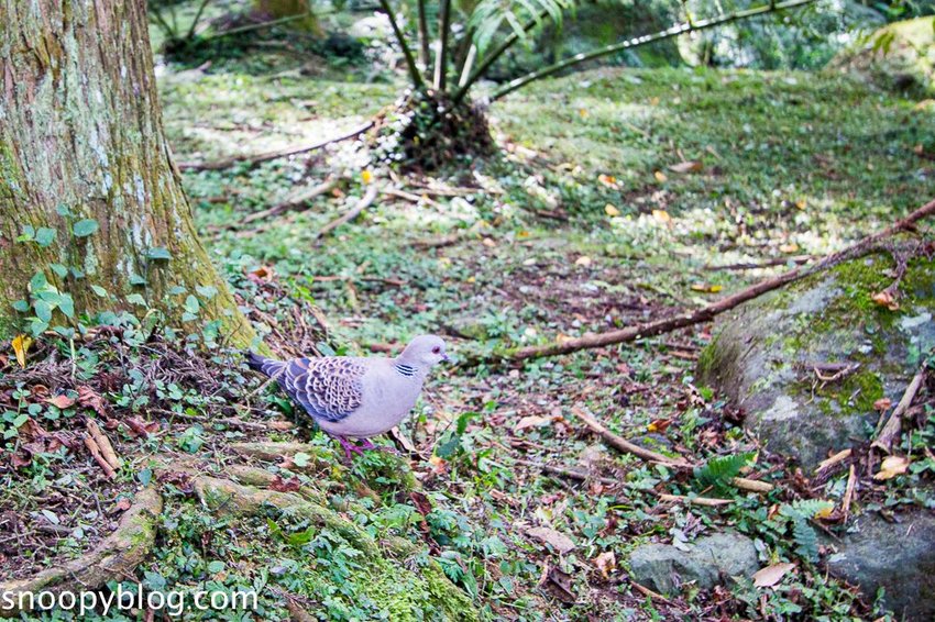 溪頭自然教育園區～溪頭門票資訊、導覽地圖、建議路線，豐富的溪頭生態導覽