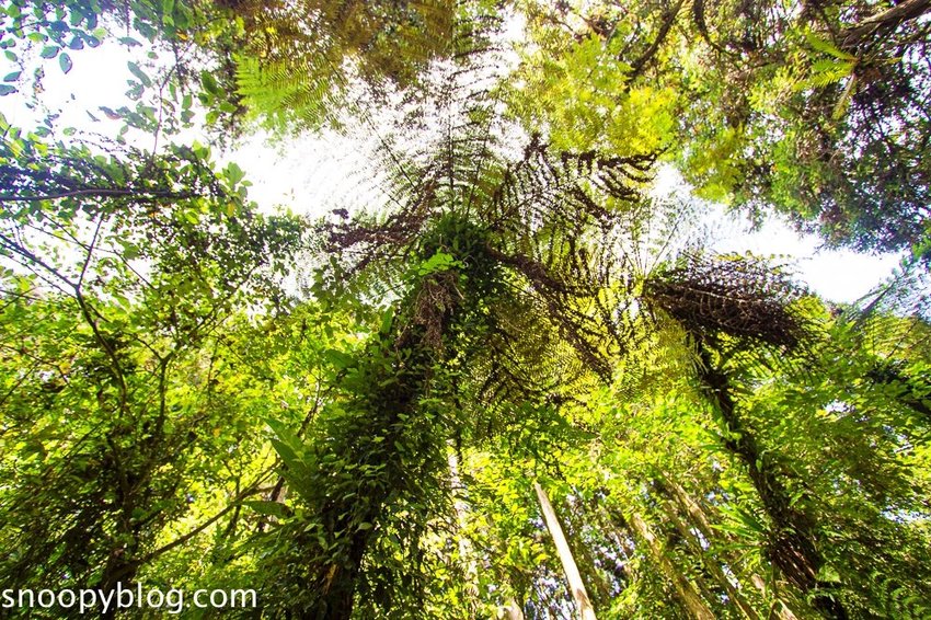 溪頭自然教育園區～溪頭門票資訊、導覽地圖、建議路線，豐富的溪頭生態導覽