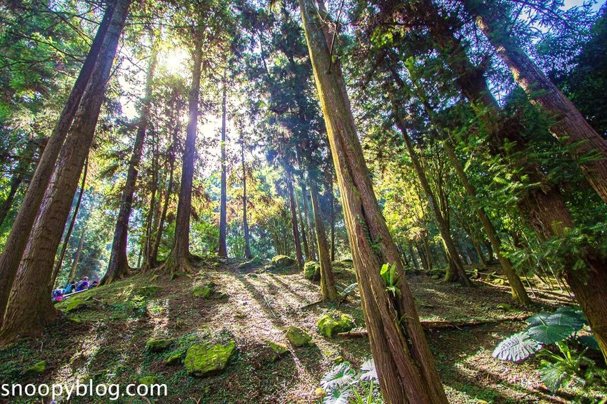 溪頭自然教育園區～溪頭門票資訊、導覽地圖、建議路線，豐富的溪頭生態導覽
