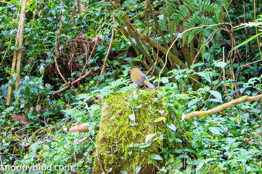 溪頭自然教育園區～溪頭門票資訊、導覽地圖、建議路線，豐富的溪頭生態導覽