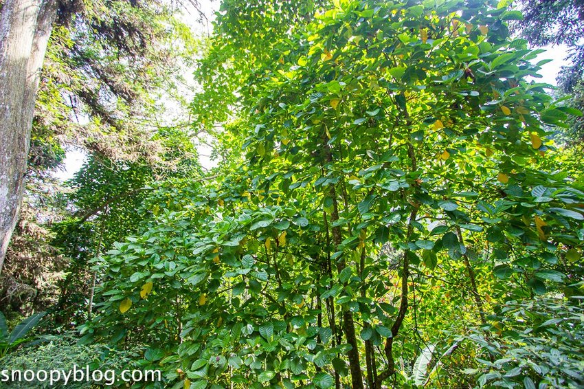 溪頭自然教育園區～溪頭門票資訊、導覽地圖、建議路線，豐富的溪頭生態導覽