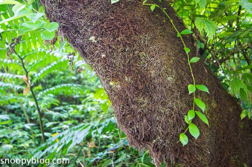 溪頭自然教育園區～溪頭門票資訊、導覽地圖、建議路線，豐富的溪頭生態導覽
