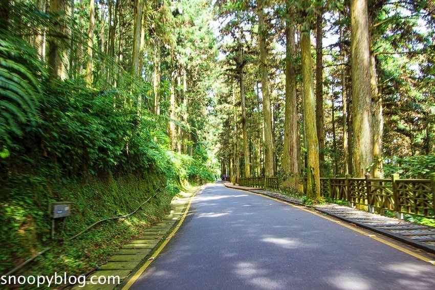 溪頭自然教育園區～溪頭門票資訊、導覽地圖、建議路線，豐富的溪頭生態導覽