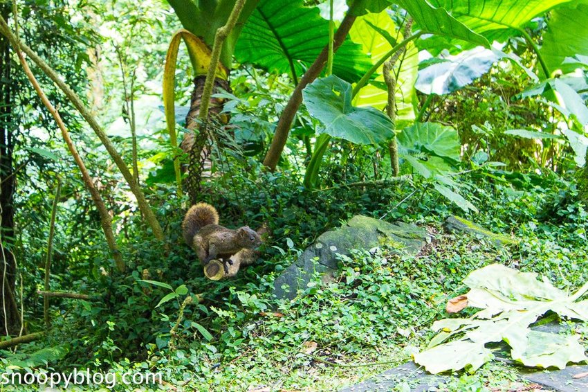 溪頭自然教育園區～溪頭門票資訊、導覽地圖、建議路線，豐富的溪頭生態導覽