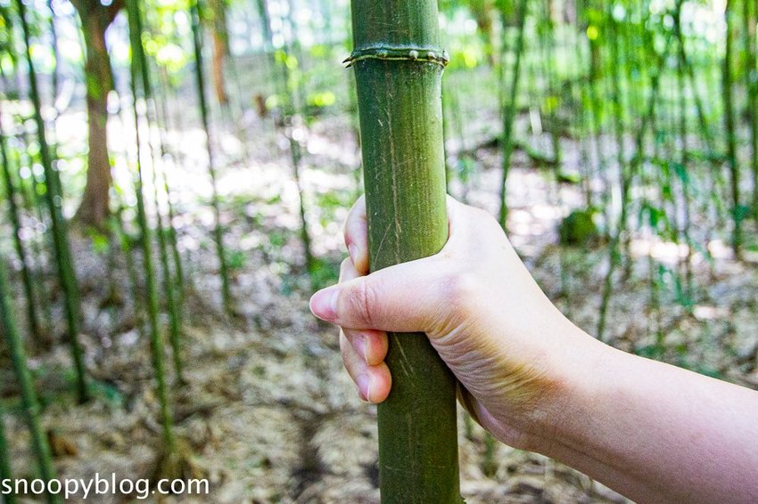 溪頭自然教育園區～溪頭門票資訊、導覽地圖、建議路線，豐富的溪頭生態導覽