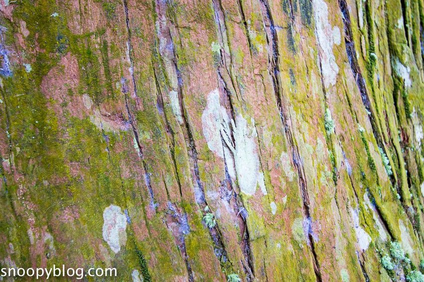 溪頭自然教育園區～溪頭門票資訊、導覽地圖、建議路線，豐富的溪頭生態導覽