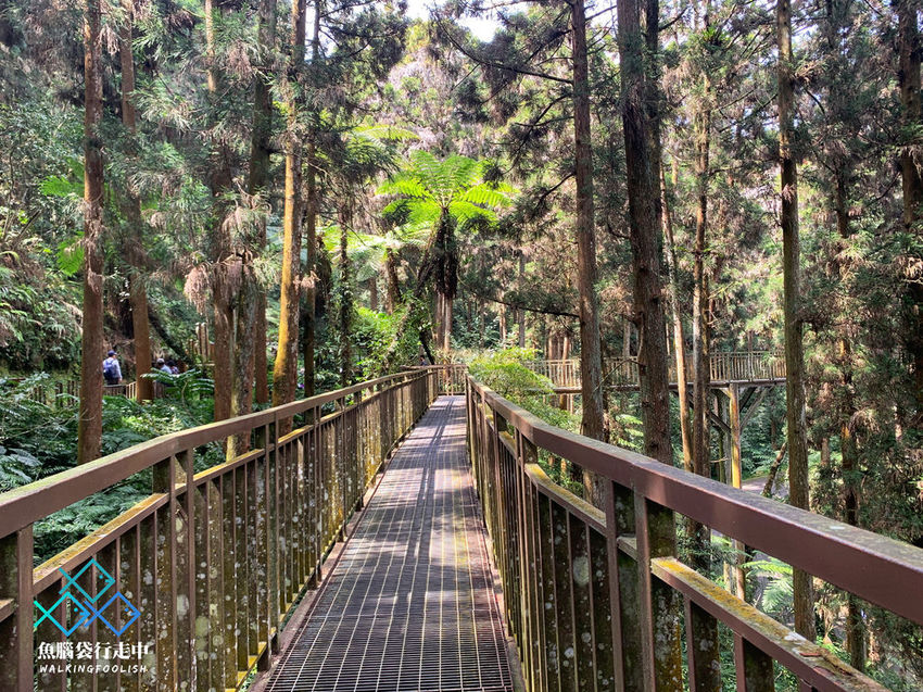 魚腦袋行走中＿南投景點＿溪頭森林步道33.jpg