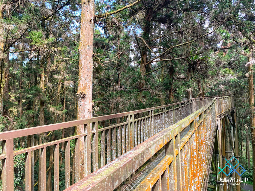 魚腦袋行走中＿南投景點＿溪頭森林步道37.jpg