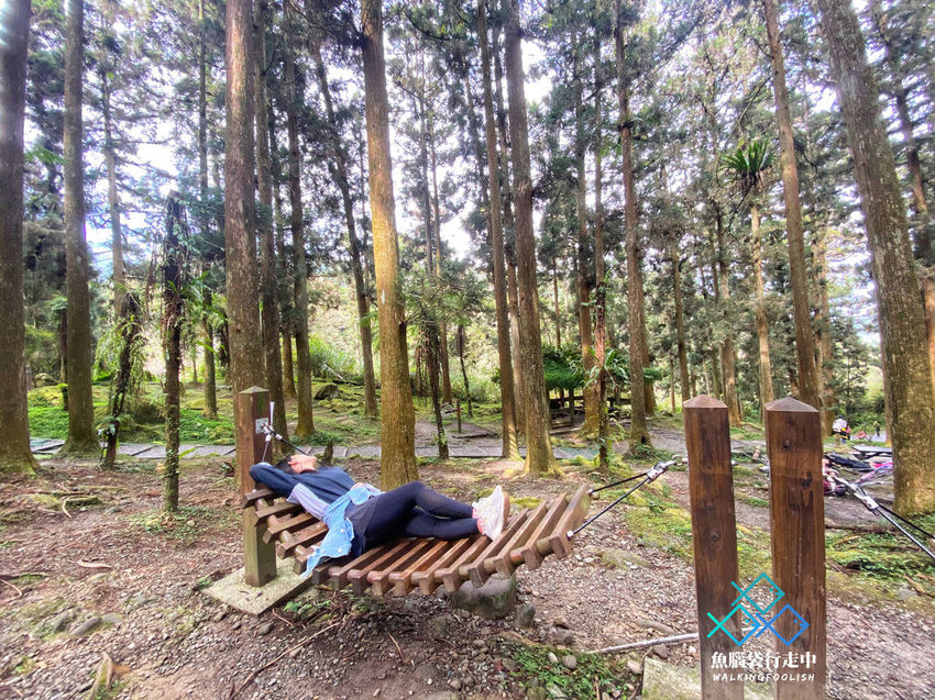 魚腦袋行走中＿南投景點＿溪頭森林步道02.jpg
