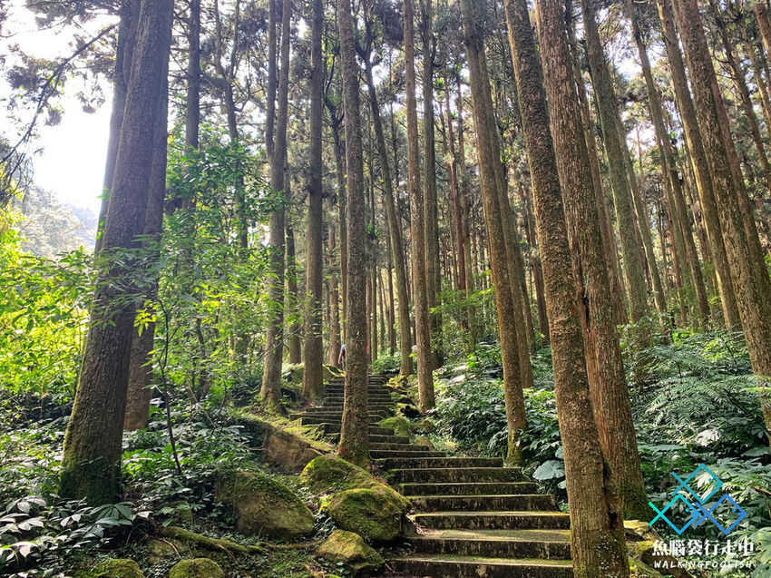 魚腦袋行走中＿南投景點＿溪頭森林步道21.jpg