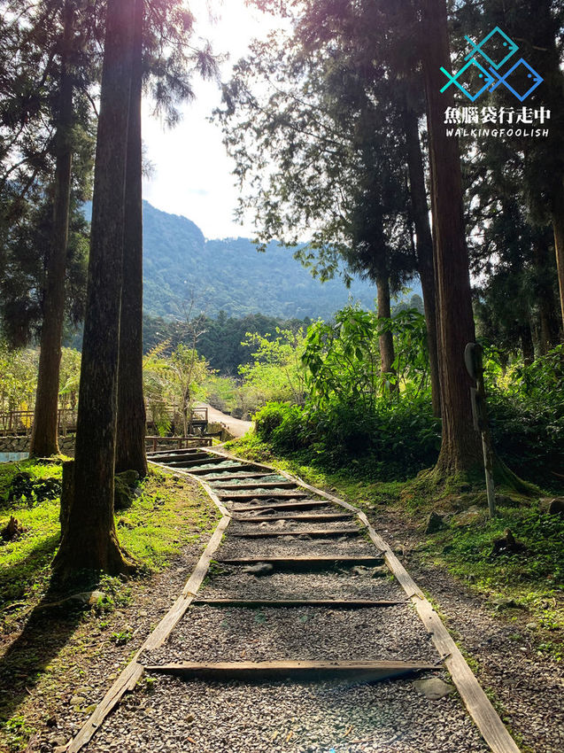 魚腦袋行走中＿南投景點＿溪頭森林步道18.jpg