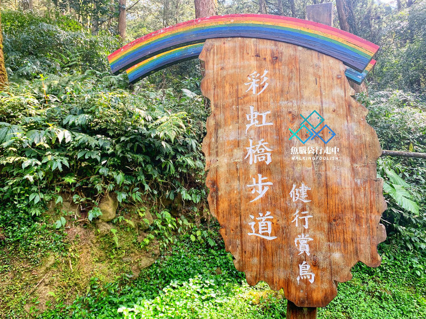 魚腦袋行走中＿南投景點＿溪頭森林步道26.jpg