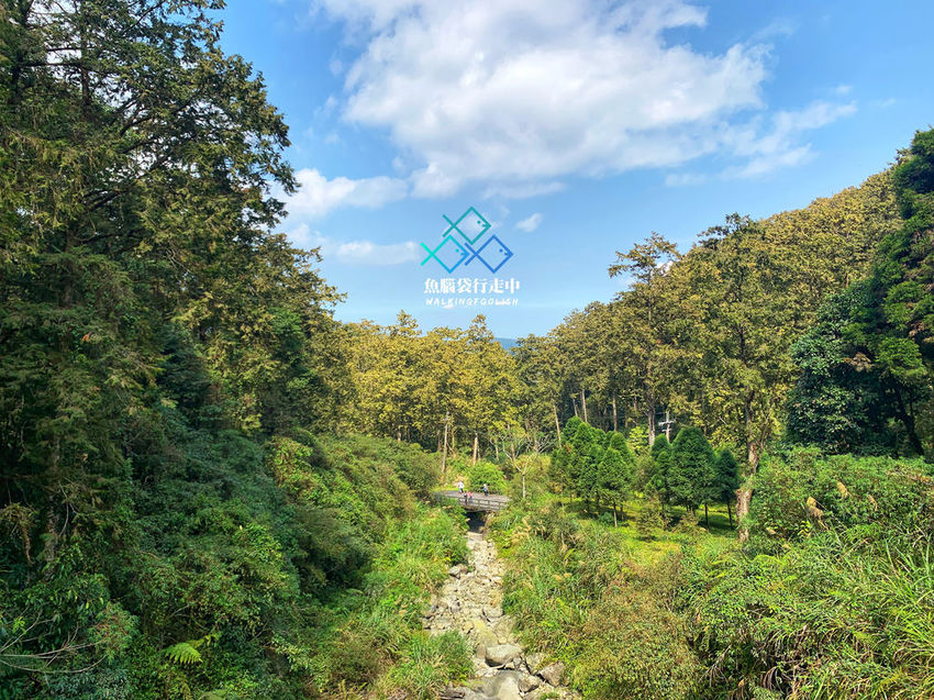 魚腦袋行走中＿南投景點＿溪頭森林步道28.jpg