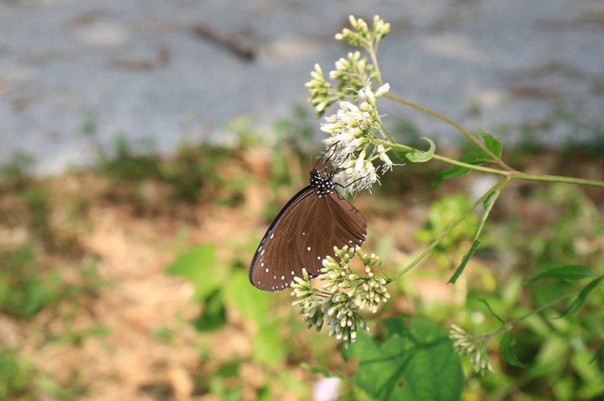 屏東景點。大津瀑布，山不高、好走又沁涼、舒心的消暑的聖地