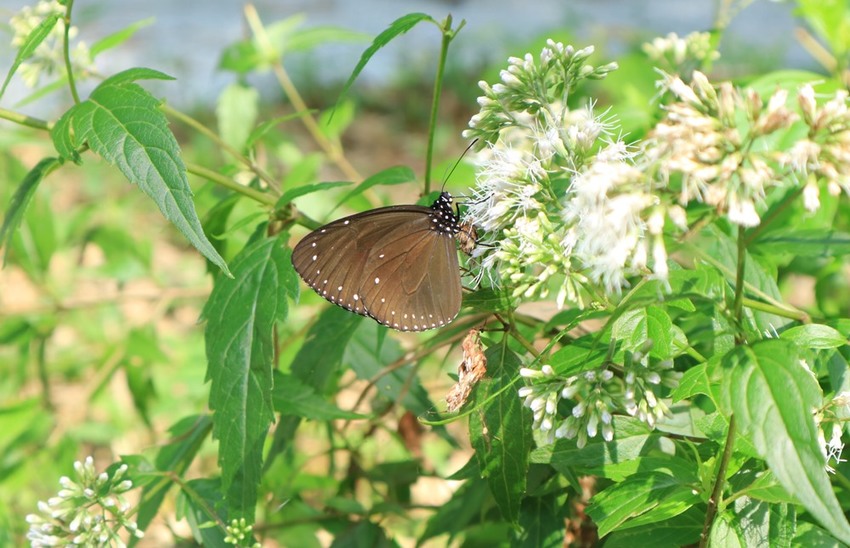 屏東景點。大津瀑布，山不高、好走又沁涼、舒心的消暑的聖地