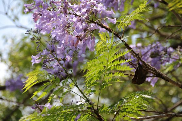 明新書院:【南投景點】集集明新書院~閩南式建築,古錐石虎公仔,祈福金榜題名