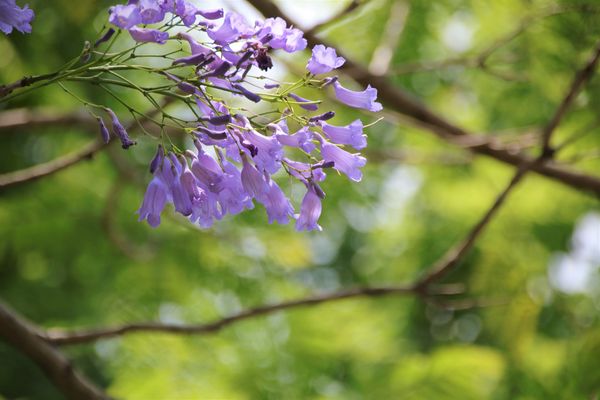 明新書院:【南投景點】集集明新書院~閩南式建築,古錐石虎公仔,祈福金榜題名
