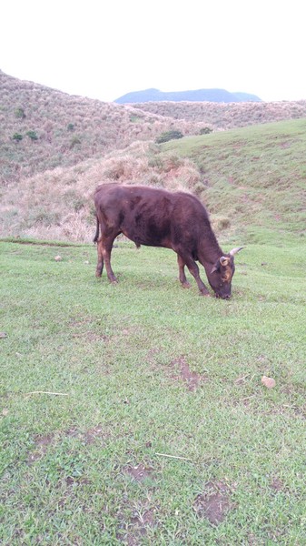 陽明山擎天崗：【台北旅遊】擎天崗大草原看牛@士林陽明山