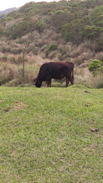 陽明山擎天崗：【台北旅遊】擎天崗大草原看牛@士林陽明山
