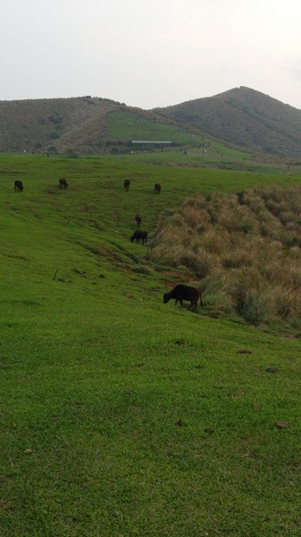 陽明山擎天崗：【台北旅遊】擎天崗大草原看牛@士林陽明山