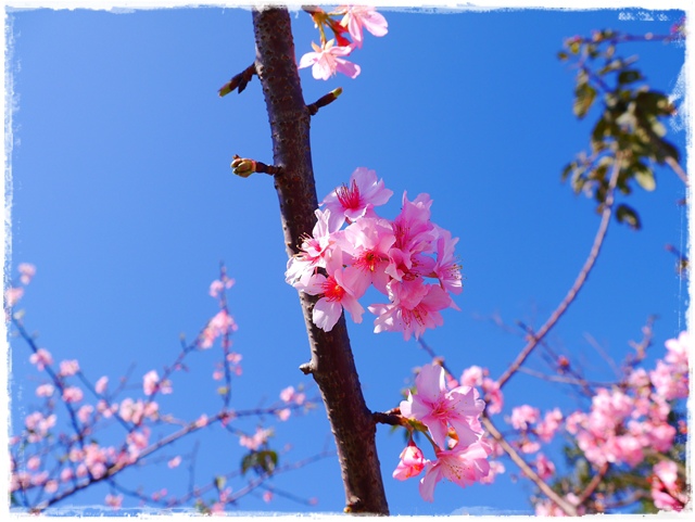新店陽光運動公園賞河津櫻 新店陽光運動公園賞河津櫻