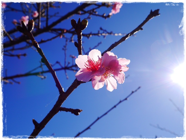 新店陽光運動公園賞河津櫻 新店陽光運動公園賞河津櫻