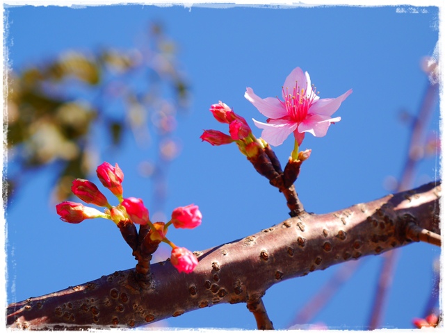 新店陽光運動公園賞河津櫻 新店陽光運動公園賞河津櫻