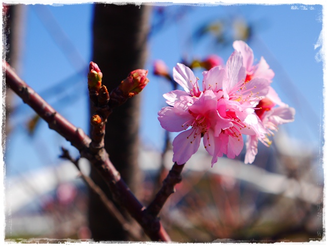 新店陽光運動公園賞河津櫻 新店陽光運動公園賞河津櫻