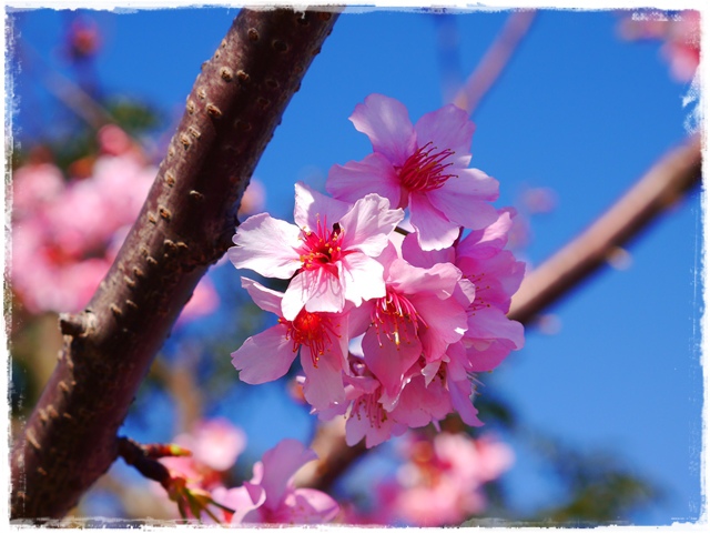 新店陽光運動公園賞河津櫻 新店陽光運動公園賞河津櫻
