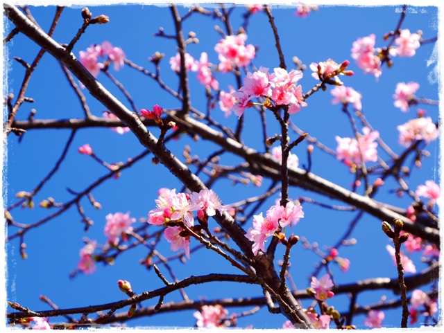 新店陽光運動公園賞河津櫻 新店陽光運動公園賞河津櫻