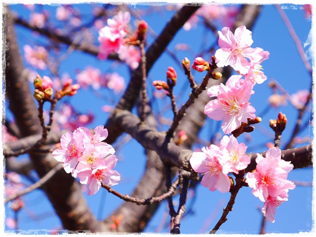 新店陽光運動公園賞河津櫻 新店陽光運動公園賞河津櫻