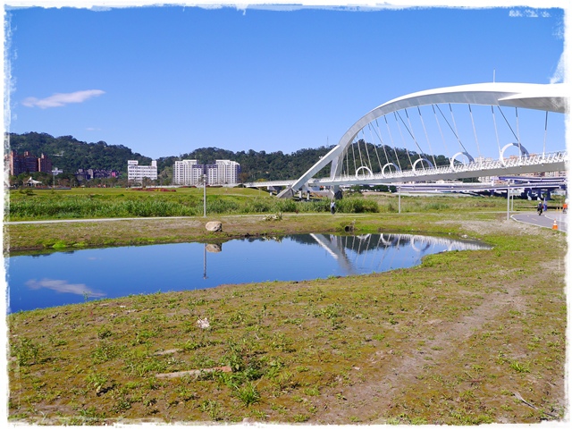 新店陽光運動公園賞河津櫻 新店陽光運動公園賞河津櫻