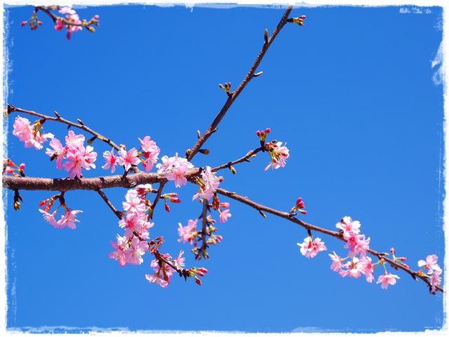 新店陽光運動公園賞河津櫻 新店陽光運動公園賞河津櫻