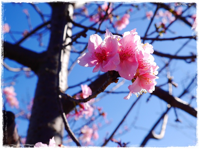 新店陽光運動公園賞河津櫻 新店陽光運動公園賞河津櫻