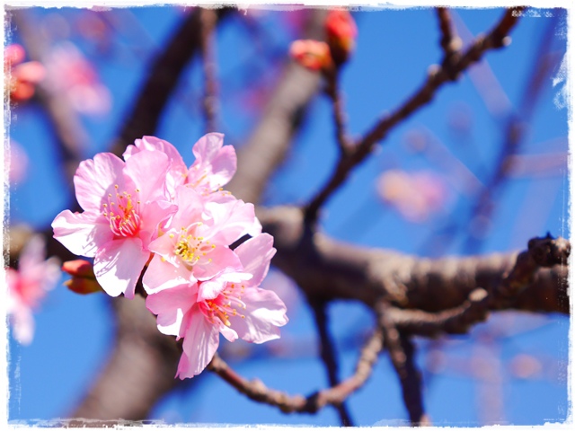 新店陽光運動公園賞河津櫻 新店陽光運動公園賞河津櫻