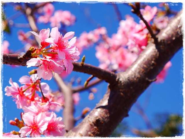 新店陽光運動公園賞河津櫻 新店陽光運動公園賞河津櫻