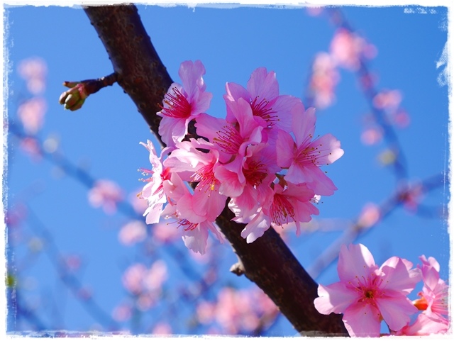 新店陽光運動公園賞河津櫻 新店陽光運動公園賞河津櫻
