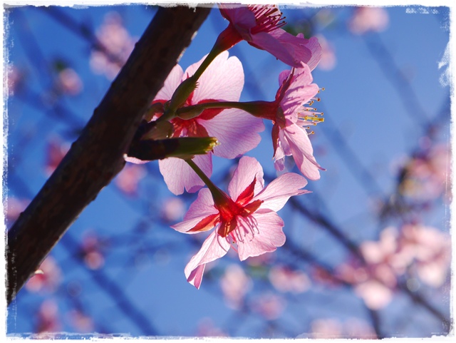 新店陽光運動公園賞河津櫻 新店陽光運動公園賞河津櫻