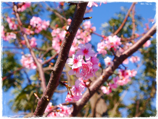 新店陽光運動公園賞河津櫻 新店陽光運動公園賞河津櫻