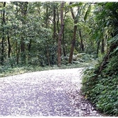 新店四份子產業道路賞桐花 新店四份子產業道路賞桐花