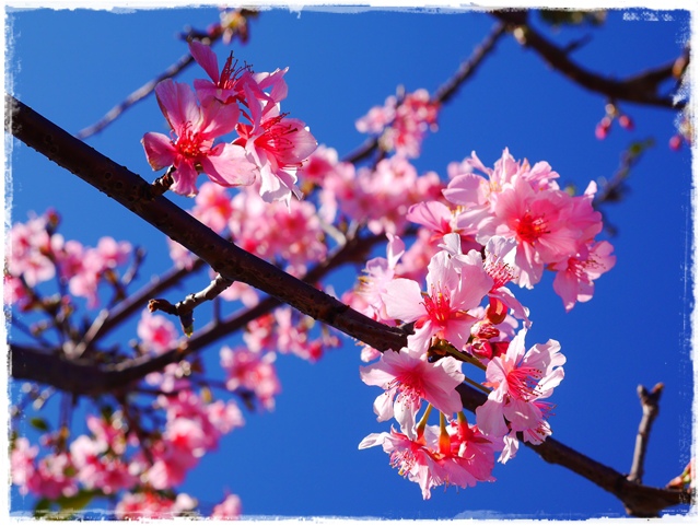 新店陽光運動公園賞河津櫻 新店陽光運動公園賞河津櫻