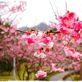 新店櫻花公園屈尺公園寒櫻花況 新店櫻花公園屈尺公園寒櫻花況